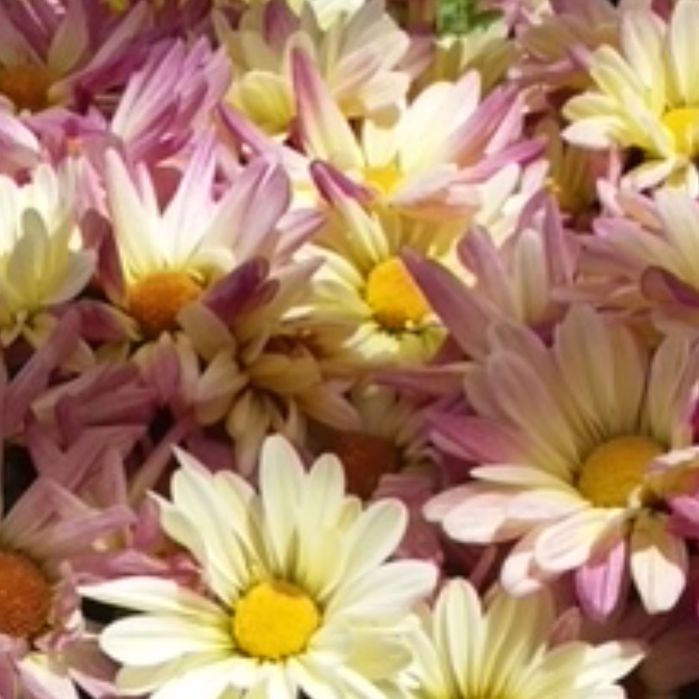 Happy Poshing!